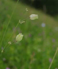 Silene vulgaris