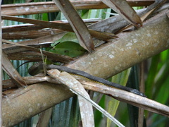 Phrynonax poecilonotus