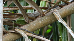 Phrynonax poecilonotus