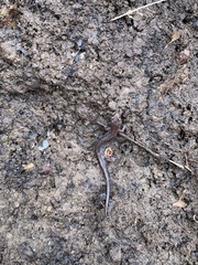 Plethodon angusticlavius