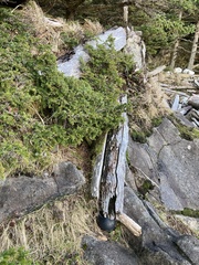 Picea sitchensis