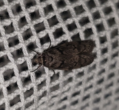 Heteromicta pachytera