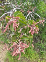 Rhus ovata