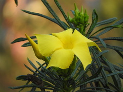 Cascabela thevetioides