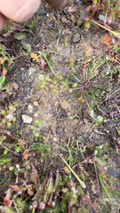 Lepidium nitidum