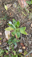 Plagiobothrys nothofulvus