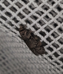 Heteromicta pachytera