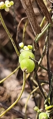Cassytha filiformis