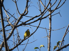 Leiothlypis ruficapilla