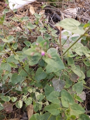 Mirabilis viscosa