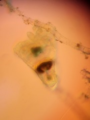 Entoprocta