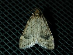Aglossa cacamica