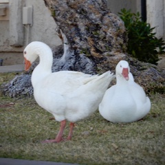 Anser anser domesticus
