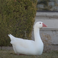 Anser anser domesticus