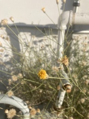 Bebbia juncea