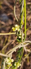 Cassytha filiformis