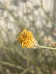 Bebbia juncea