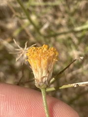 Bebbia juncea