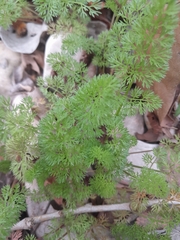 Scandix pecten-veneris