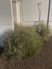 Bebbia juncea