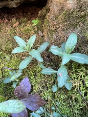 Stellaria pubera