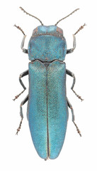 Agrilus cyanescens