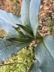 Stellaria pubera