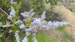 Ceanothus spinosus