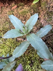 Stellaria pubera