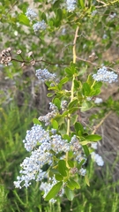 Ceanothus spinosus