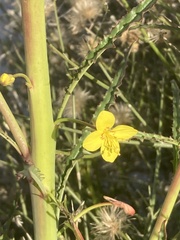 Eulobus californicus