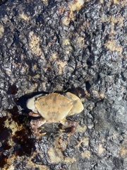 Lophopanopeus leucomanus