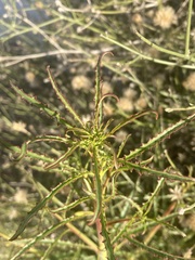 Eulobus californicus