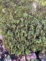 Thamnobryum alleghaniense