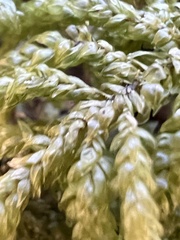 Thamnobryum alleghaniense