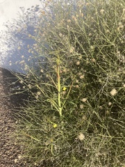 Eulobus californicus