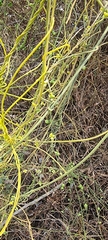 Cassytha filiformis
