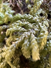 Thamnobryum alleghaniense