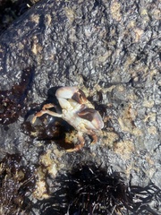 Lophopanopeus leucomanus