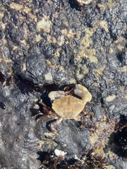 Lophopanopeus leucomanus