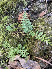 Cystopteris protrusa