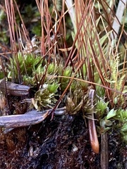 Tetraplodon mnioides