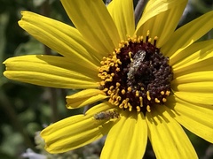 Neotephritis finalis