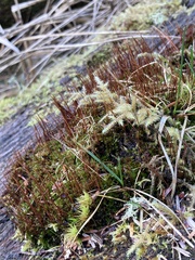 Tetraplodon mnioides