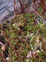 Tetraplodon mnioides