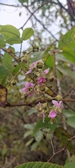 Fabaceae