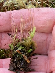 Tetraplodon mnioides