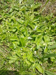 Gamochaeta americana