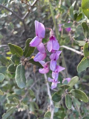 Lathyrus vestitus