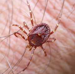 Amblyomma triguttatum